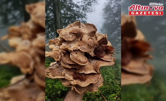 Kastamonu'da etkili olan yağışın ardından mantar sezonu başladı