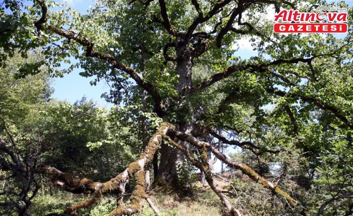Kastamonu'da Türk fındığı ağaçları yüzlerce yıldır meyve veriyor