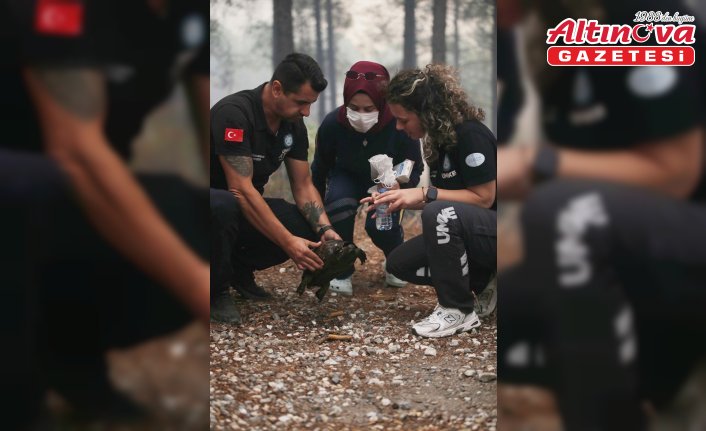 Köyceğiz'de orman yangınından etkilenen  kaplumbağayı UMKE ekibi kurtardı
