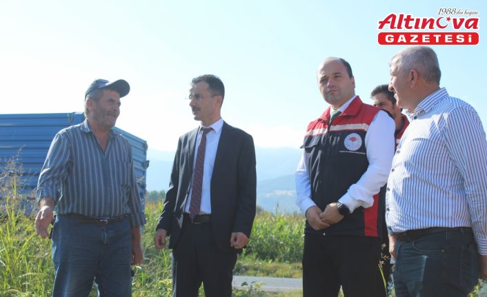 Pazar ilçesinde ayçiçeği hasadı başladı