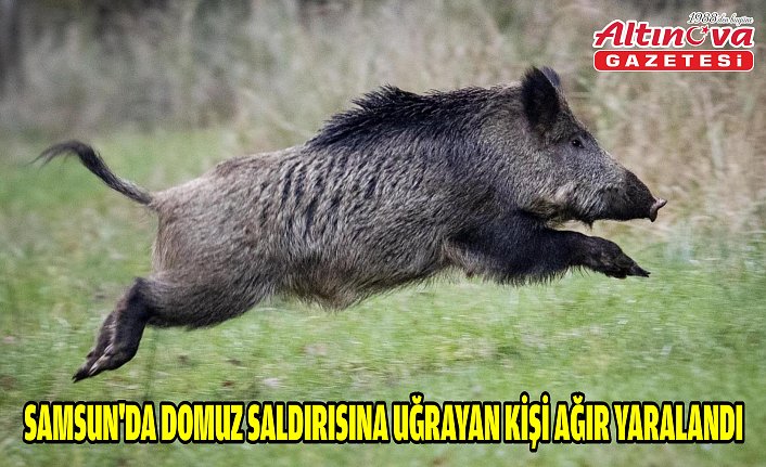 Samsun'da domuz saldırısına uğrayan kişi ağır yaralandı