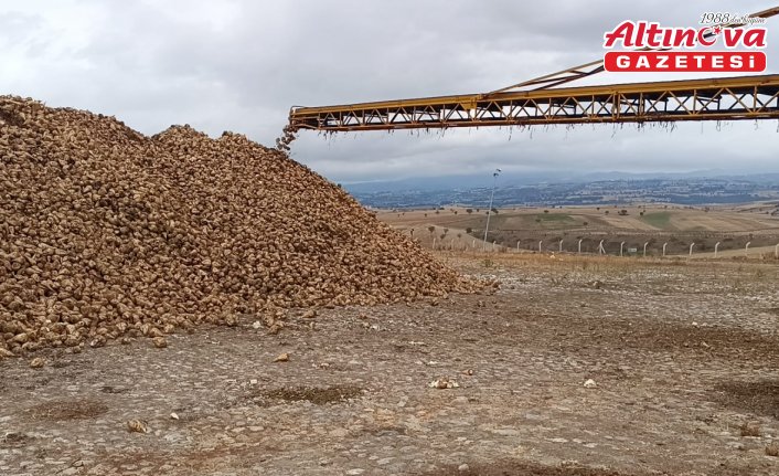 Samsun'da şeker pancarı hasadı başladı