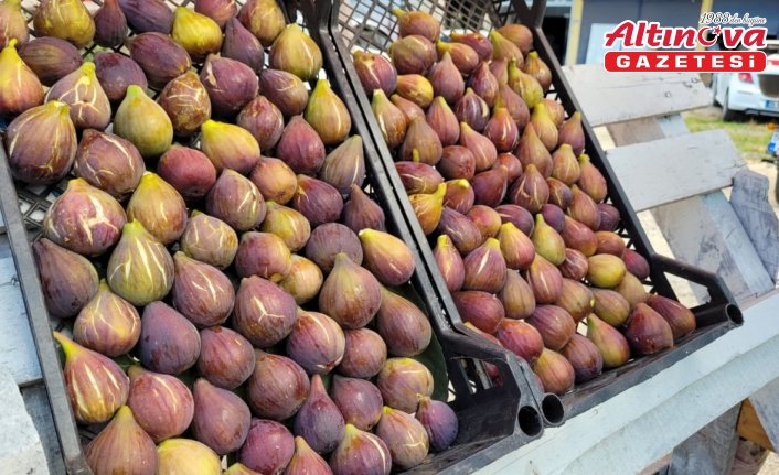 Samsun'un Tekkeköy ilçesinde “mor patlıcan inciri“nin hasadı sürüyor