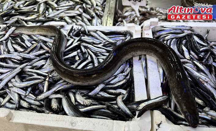 Sinop'ta hamsi avlayan balıkçıların ağına yılan balığı takıldı