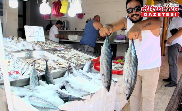 Sinop'ta bol miktarda avlanan toriklerin fiyatı 800 liraya düştü