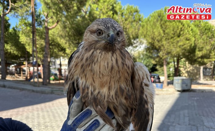 Sinop'ta yaralı halde bulunan kızıl şahin tedavi altına alındı
