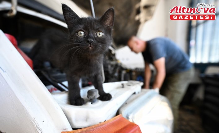 Tamire getirilen otomobilin motor kısmından çıkarılan kediyi usta sahiplendi