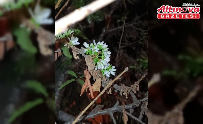 Tokat'ta kiraz ağaçları çiçek açtı