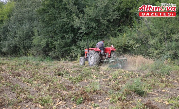 Tokat'ta tarlalarda patates hasadı