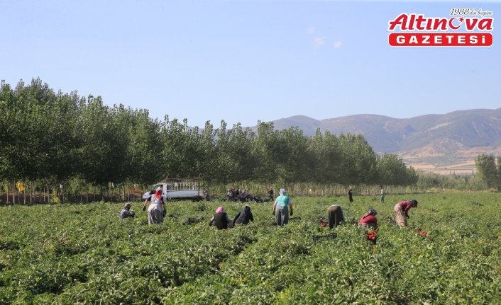 Tokat'taki tarlalarda domates hasadı sürüyor