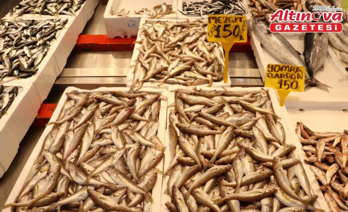 Trabzon'da balıkçı tezgahlarını mezgit ve istavrit süslüyor