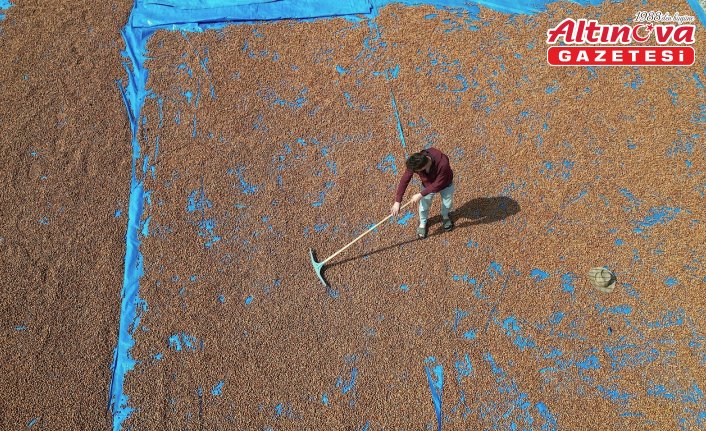 Trabzonlu üreticiler eğimli arazilerinde kurutamadıkları fındıklarını Bayburt'a taşıdı