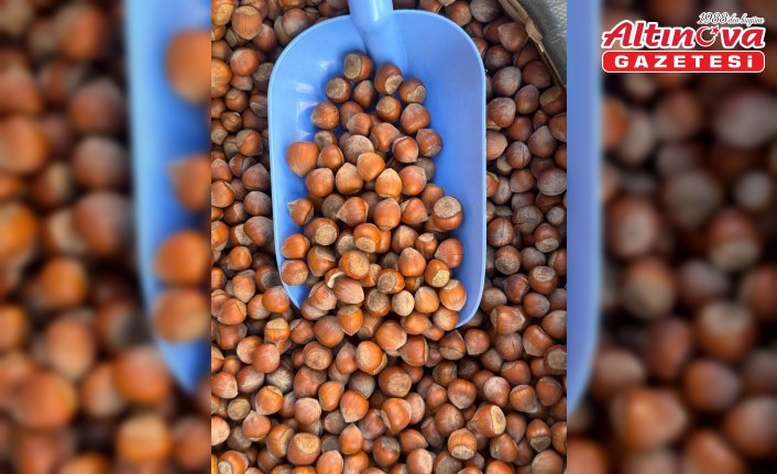 Türk fındığı Japonya, Şili ve Çin'de tanıtılacak
