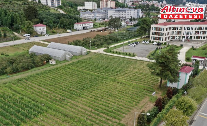 Yüksek verimlilik ve dona dayanıklılık için 4 binin üzerinde fındık bitkisi incelenecek