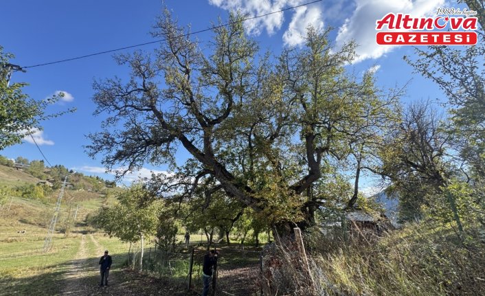 Artvin anıt ağaç zenginliğiyle öne çıkıyor