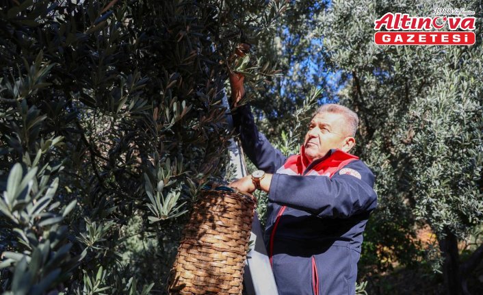 Artvin'de lezzet ödüllü “Butko zeytini“ hasadı başladı