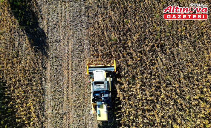 Bayburt'ta ekim alanı genişleyen çerezlik ayçiçeği üreticinin yüzünü güldürdü
