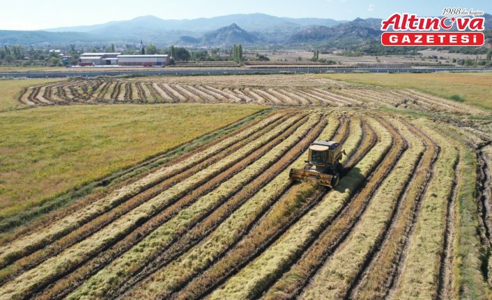 Çorum'un Osmancık ilçesinde çeltik hasadı başladı
