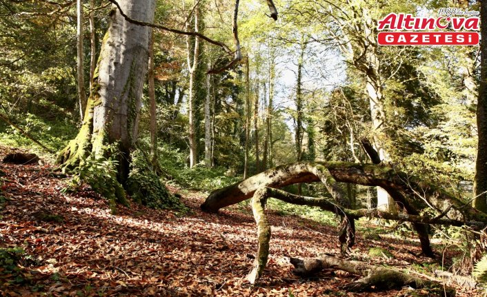 Doğal güzellikleriyle ünlü Giresun'un Dereli ilçesinde güz renkleri hakim oldu