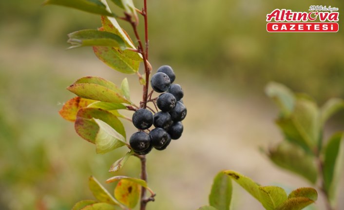 Edirne'de  aronya hasadına başlandı
