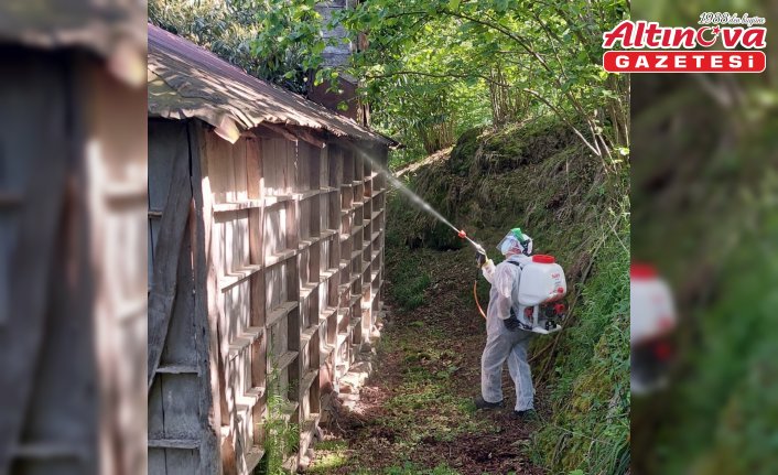 Giresun'da kahverengi kokarcayla mücadele sürüyor