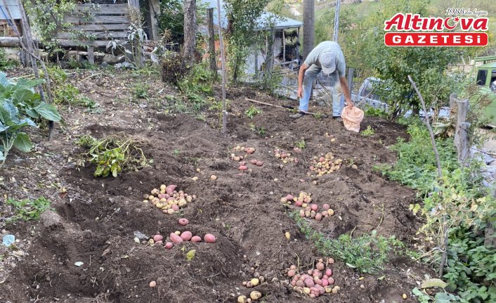 Giresun'daki yaylalarda yaşayanlar kışlık sebze ihtiyaçlarının hasadını yapıyor