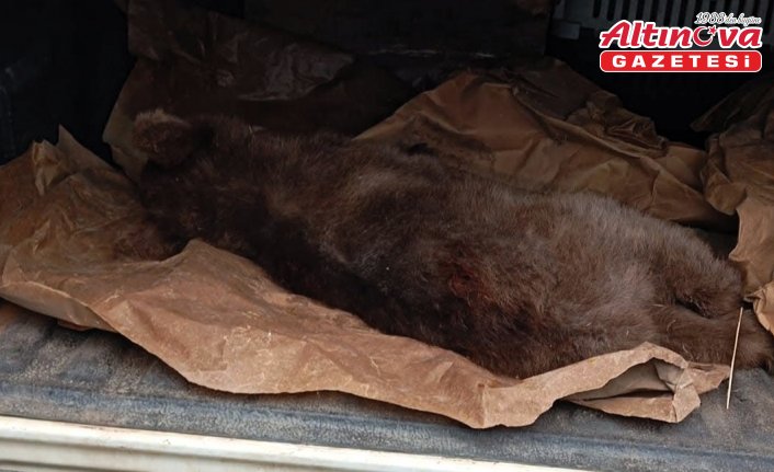 Karabük'te çıktığı ağaçta mahsur kalan ayı yavrusu kurtarıldı