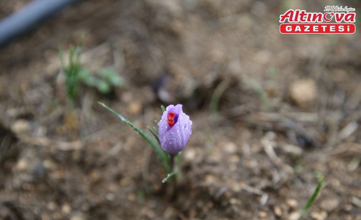 Karabük'te ekilen “mucize bitki“ safran çiçek açtı