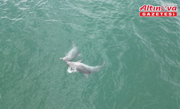 Karadeniz'de dolaşan yunuslar dronla görüntülendi