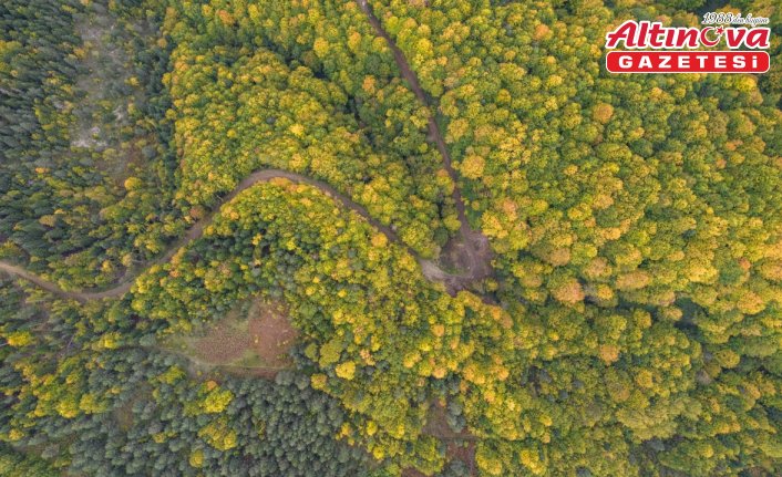 Kastamonu ormanlarında sonbaharın renk cümbüşü yaşanıyor