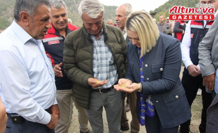 Kastamonu'da Dezavantajlı Alanlar Projesi kapsamında ekilen çeltiğin hasadı başladı