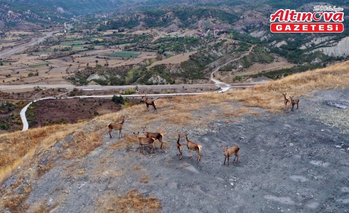 Kastamonu'da sürü halinde gezen kızıl geyikler doğal ortamında görüntülendi