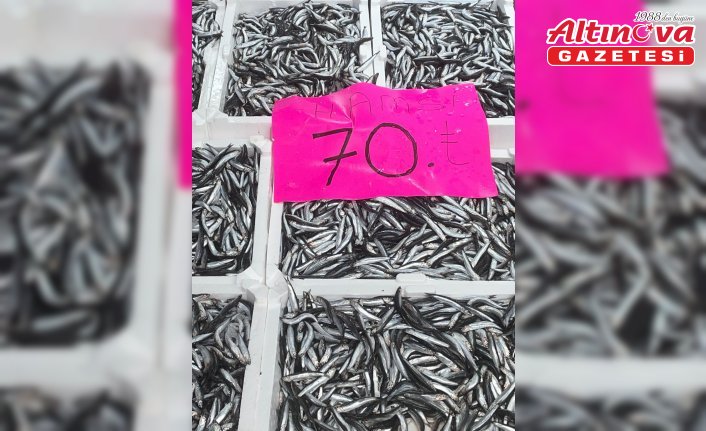 Ordu'da balık tezgahlarında hamsi bolluğu yaşanıyor