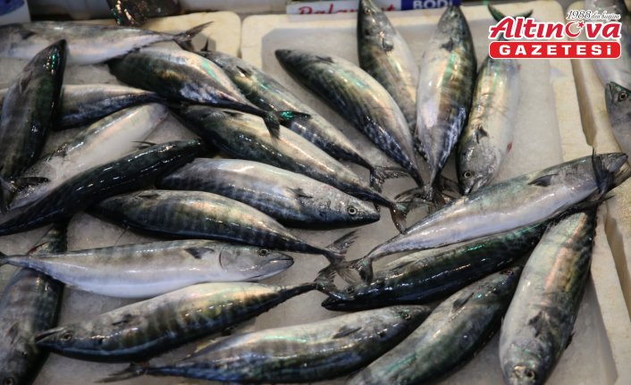 Ordu'da palamudun tanesi 150 liradan satılıyor