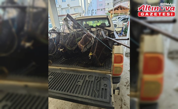 Samsun'da kaçak avlanan 1 ton midye ele geçirildi