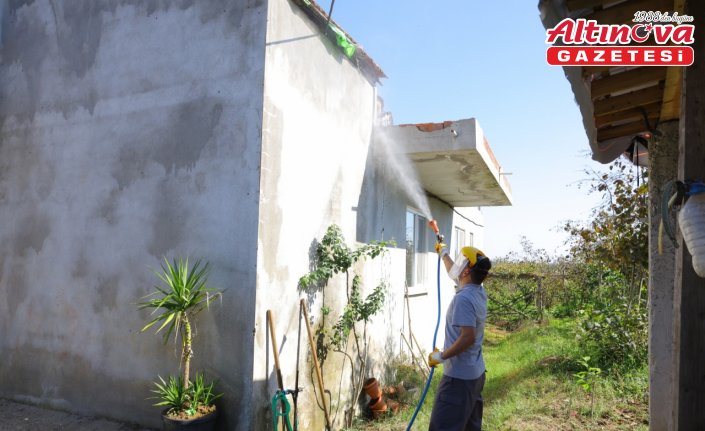 Samsun'da kahverengi kokarcaya karşı kışlak mücadelesi sürüyor