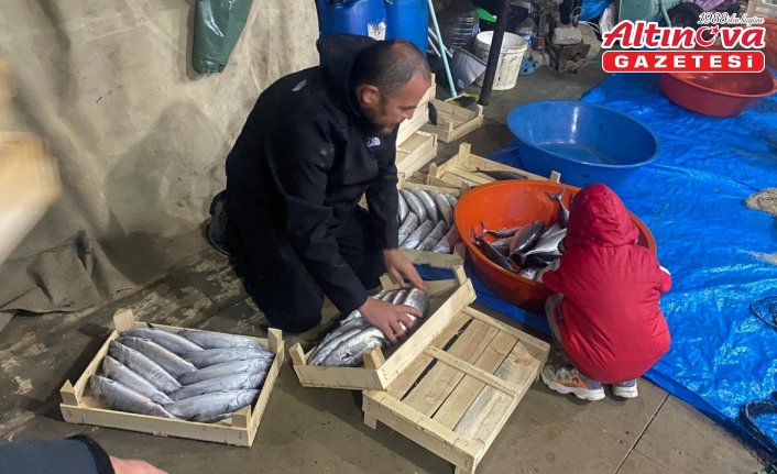 Sinop'ta balıkçılar bir gecede 3 bin 200 palamut avladı