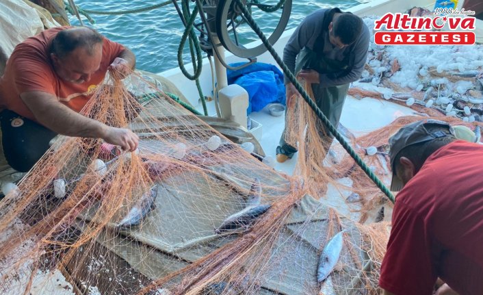 Sinop'ta bir balıkçının ağına 3 bin palamut takıldı