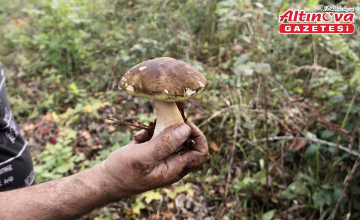 Sinop'ta “fesleğen mantarı“ yöre halkına gelir kapısı oluyor