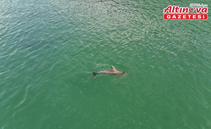 Sinop'ta yunuslar dronla görüntülendi