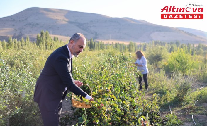 “Süper meyve“ aronya Bayburt topraklarına uyum sağladı