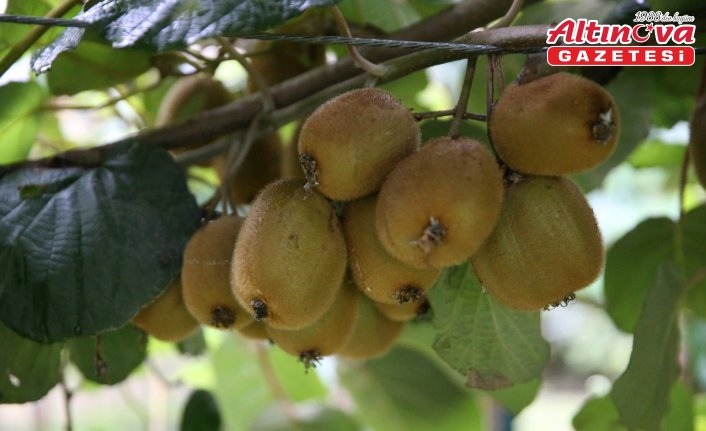 Tescilli Ordu kivisinin kilogram fiyatı belli oldu