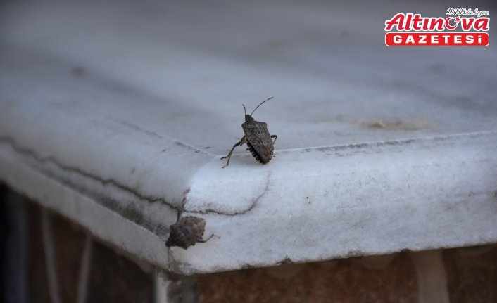 Trabzon'da kahverengi kokarcayla mücadele devam ediyor