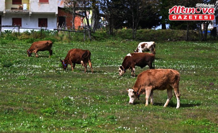 Trabzon'un yüksek kesimlerini “vargit“ çiçekleri süsledi