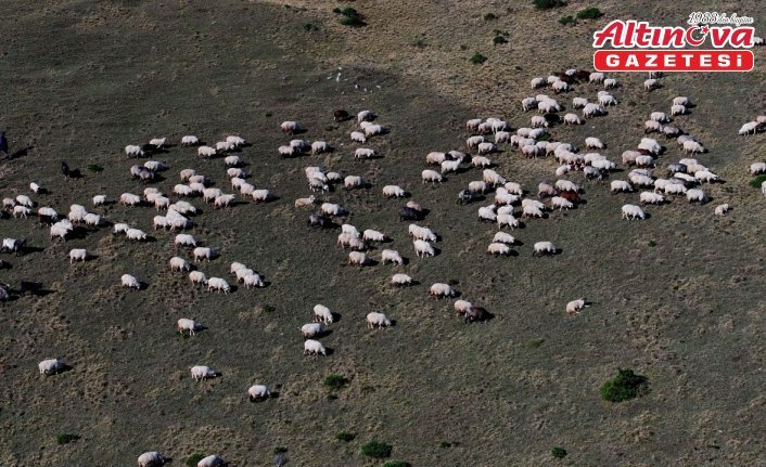 Zigana Dağı'nda besiciler sonbahar mesaisinde
