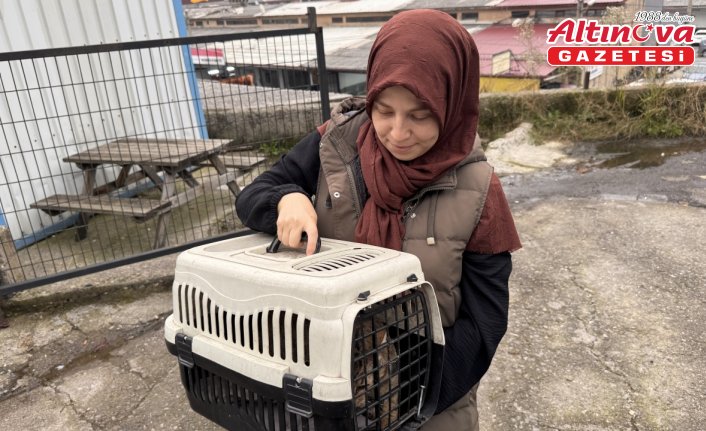 Bacağına yorgun mermi isabet eden kedi, ameliyatla sağlığına kavuştu