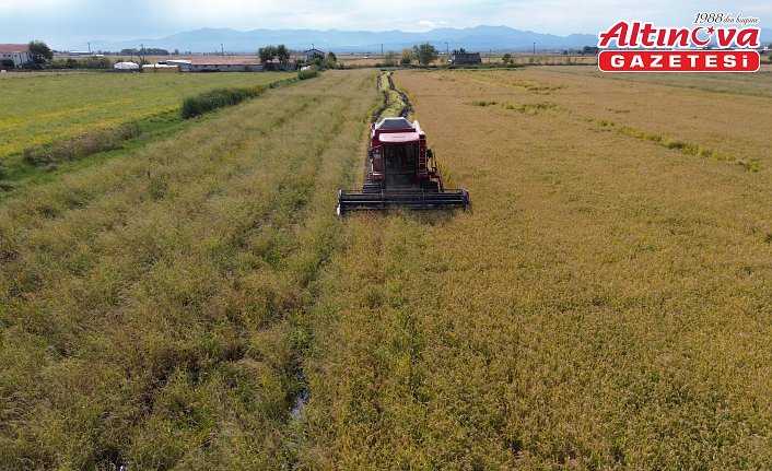 Bafra Ovası'nda 117 bin tonun üzerinde çeltik rekoltesi bekleniyor