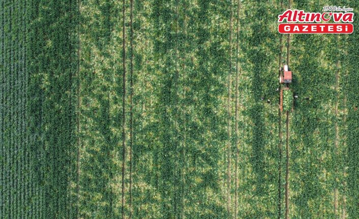 Bafra Ovası'nda karnabahar hasadı başladı