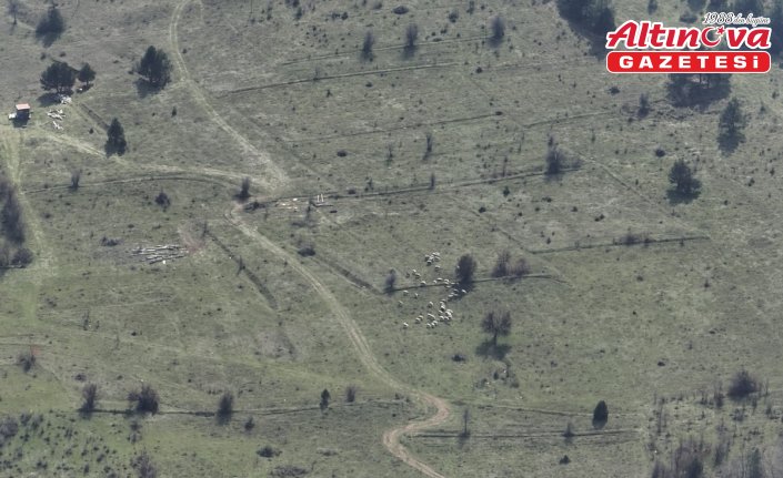 Bolu'da kaybolan 30 küçükbaş hayvan dronla bulundu