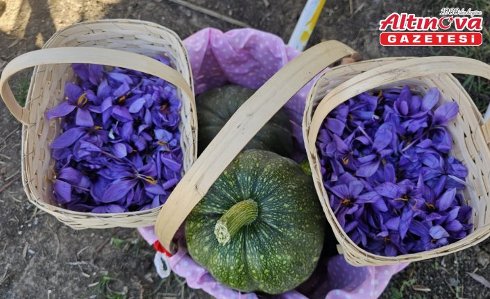 Çorum'da Safran Hasat Şenliği yapıldı